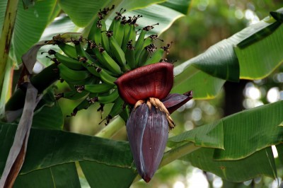madeira_mbl_2010-06-24_059_1000