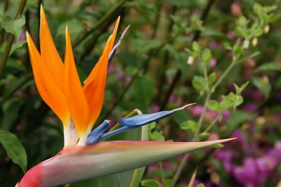 madeira_mbl_2010-06-26_019_1000