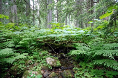 Cedars & Fir's @ Yoho N.P.
